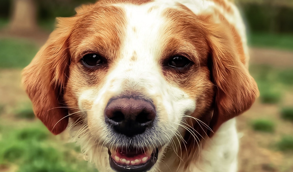 Warum getreidefreies Hundefutter die bessere Wahl ist
